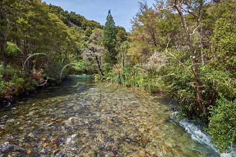 Springs River at Te Waikoropupu Springs  Takaka Nelson Tasman New Zealand