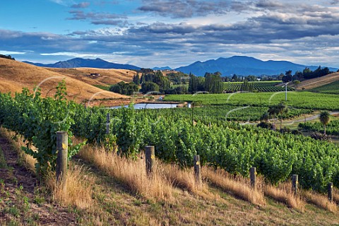 The Nineteenth Vineyard owned by the Sutherland Family  Ben Morven Valley Marlborough New Zealand