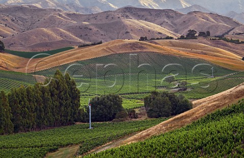 Yarrum Vineyard viewed from The Nineteenth Vineyard at dusk both owned by the Sutherland Family  Fairhall Marlborough New Zealand
