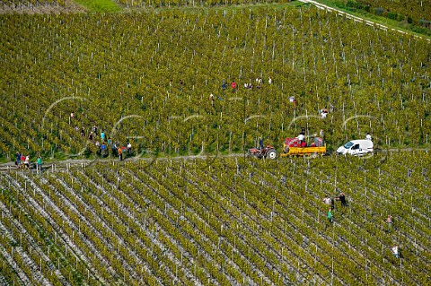 Harvesting in vineyard of Chteau Guiraud Sauternes Gironde France  Sauternes  Bordeaux