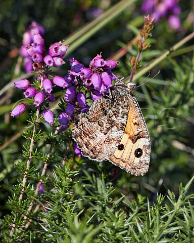 Grayling butterfly perched on Bell Heather Chobham Common Surrey England