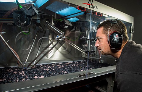 Technician monitoring Alien a robotic triage machine for sorting grapes Chteau HautBailly Lognan Gironde France PessacLognan  Bordeaux