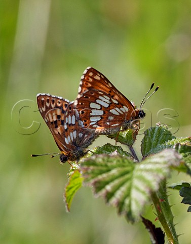 Duke of Burgundy butterflies copulating Noar Hill Nature Reserve Selborne Hampshire England
