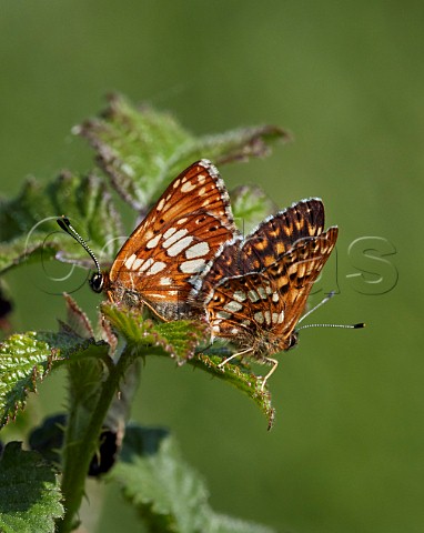 Duke of Burgundy butterflies copulating Noar Hill Nature Reserve Selborne Hampshire England
