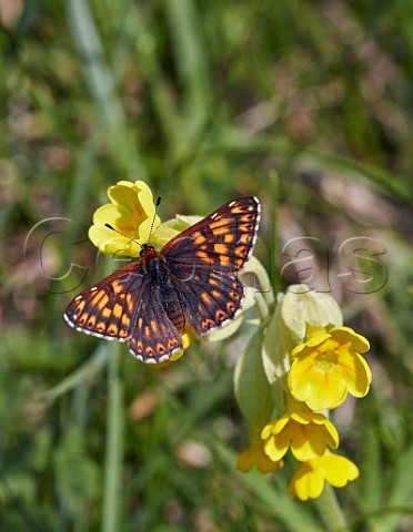 Duke of Burgundy butterfly on cowslip flowers Noar Hill Nature Reserve Selborne Hampshire England