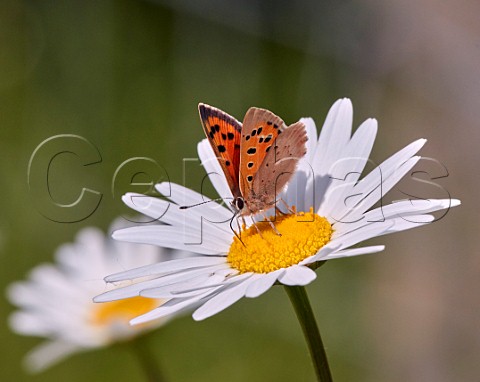 Small Copper butterfly nectaring on Oxeye Daisy Molesey Reservoirs Nature Reserve West Molesey Surrey England 