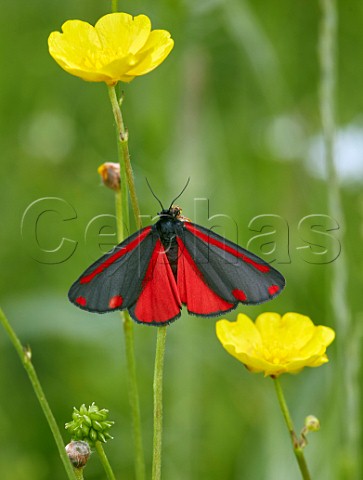 Cinnabar moth on buttercup  Hurst Meadows East Molesey Surrey England