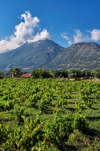 Old Zakynthino vineyard which is being resurrected by MelissinosPetrakopoulos Winery with Mount Aenos in distance Thiramonas Cephalonia Ionian Islands Greece