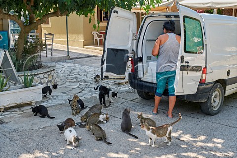 Morning fish delivery to restaurant in Assos with hopeful cats Cephalonia Ionian Islands Greece