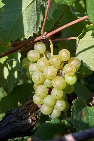 Bunch of Vostildi grapes in vineyard of Sclavos  Lixouri Paliki Peninsula Cephalonia Ionian Islands Greece