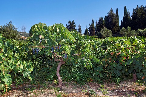 Mavrodaphne vineyard of Sclavos Lixouri Paliki Peninsula Cephalonia Ionian Islands Greece