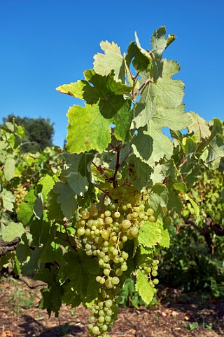 Tsaousi grapes in vineyard of Sclavos Lixouri Paliki Peninsula Cephalonia Ionian Islands Greece