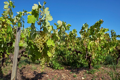 Tsaousi grapes in vineyard of Sclavos Lixouri Paliki Peninsula Cephalonia Ionian Islands Greece