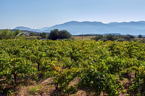 Tsaousi vineyard of Sclavos Lixouri Paliki Peninsula Cephalonia Ionian Islands Greece