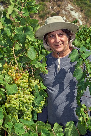 Evriviadis Sclavos in his Moscatel vineyard near Vouni Paliki Peninsula Cephalonia Ionian Islands Greece