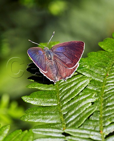 Purple Hairstreak perched on bracken Fairmile Common Surrey England