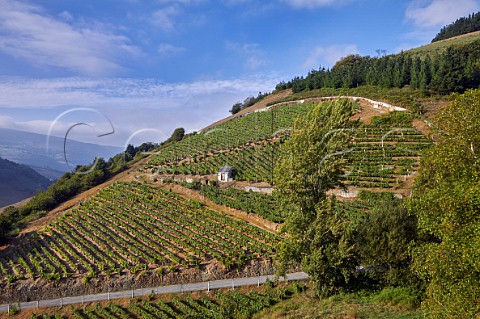 Terraced vineyards high above the Ro Naviego near Lims  Cangas del Narcea Asturias Spain Cangas