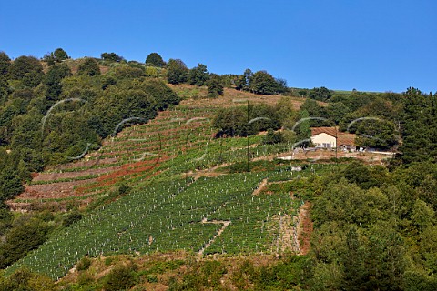 Terraced vineyards high above the Ro Naviego near Lims  Cangas del Narcea Asturias Spain Cangas