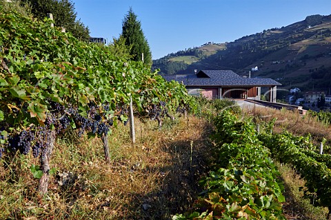 Vineyard by Bodega Dominio del Urogallo above the Ro Naviego near Lims  Cangas del Narcea Asturias Spain Cangas