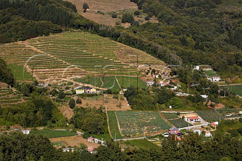 Terraced vineyards above the Ro Naviego near Lims  Cangas del Narcea Asturias Spain Cangas