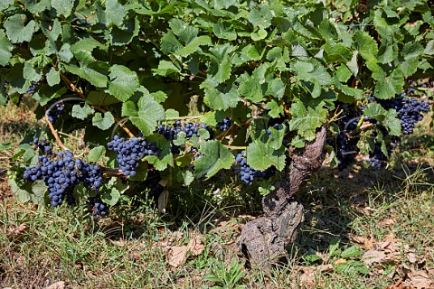 Grapes on 100year old vine Cangas del Narcea Asturias Spain Cangas