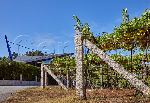 Granite posts support pergolatrained vineyard by the winery of Mar de Frades Meis Galicia Spain  Val do Salns  Ras Baixas