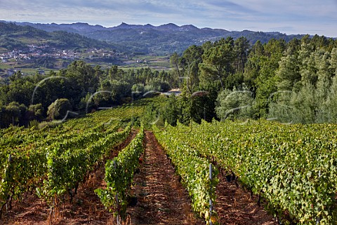 Treixadura vineyard of Casal de Armn San Andrs de Camporredondo Galicia Spain Ribeiro