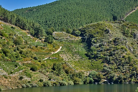 View across the Ro Sil from near Vilar de Cerreda with terraced vineyards above the river Galicia Spain  Ribeira Sacra  subzone Amandi