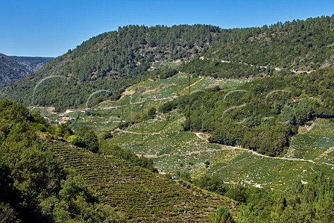 Terraced vineyards on both banks of the Ro Sil Near Parada de Sil Galicia Spain  Ribeira Sacra  subzones Ribeiras do Sil and Amandi