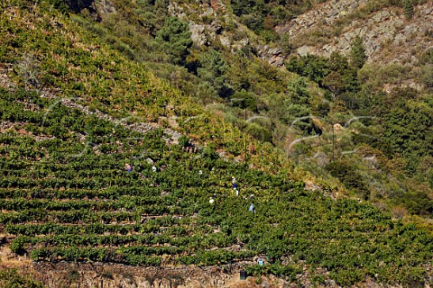 Harvesting grapes in steep terraced vineyard above the Ro Sil Doade Galicia Spain  Ribeira Sacra  subzone Amandi