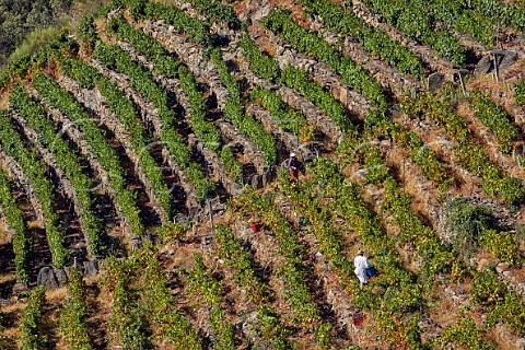 Picking Menca grapes in steep terraced vineyard above the Ro Sil  Doade Galicia Spain  Ribeira Sacra  subzone Amandi