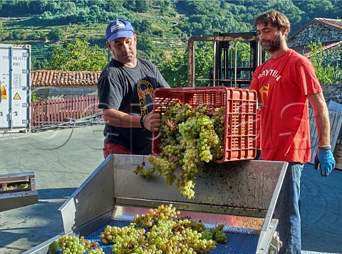 Harvested Albario grapes arriving at the winery of Abada da Cova Near Escairn Galicia Spain Ribeira Sacra  subzone Ribeiras do Mio