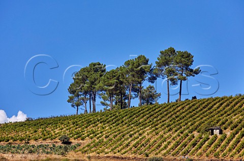 Vineyard at O Barco Galicia Spain Valdeorras