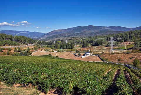 Vineyards at Larouco Galicia Spain Valdeorras