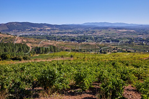 Vineyards near Valtuille de Abajo Castilla y Len Spain  Bierzo