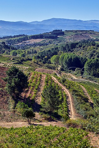Vineyards near Cacabelos Castilla y Len Spain  Bierzo