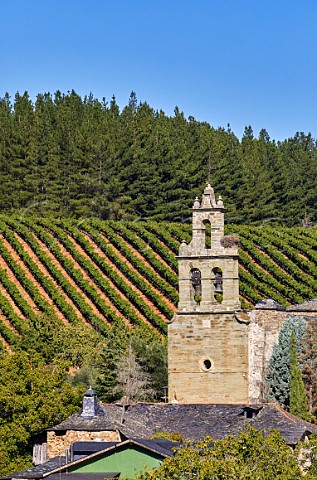 Vineyard of Pittacum above the church in the village of Arganza Castilla y Len Spain  Bierzo