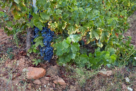 Vine in stoney soil in vineyard of Mengoba at Espanillo high in the hills north of Arganza  Castilla y Len Spain  Bierzo