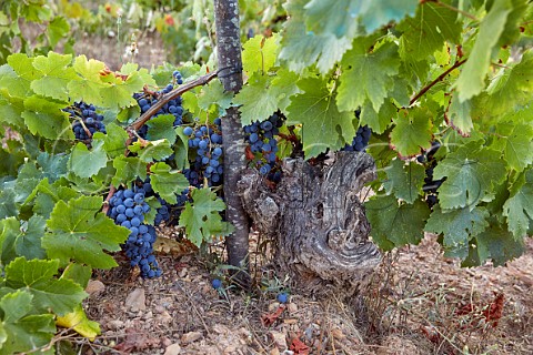 100year old vine in vineyard of Mengoba at Espanillo high in the hills north of Arganza  Castilla y Len Spain  Bierzo