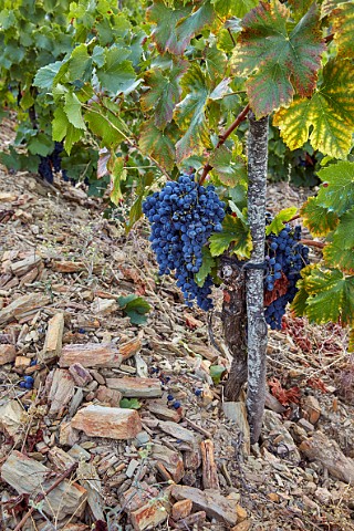 Vine in schist slate soil in vineyard of Mengoba at Espanillo high in the hills north of Arganza  Castilla y Len Spain  Bierzo