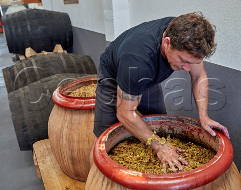 Grgory Perez hand plunging the grapeskin cap on amphora of fermenting Godello in winery of Mengoba The sherry butts are also used to age Godello San Juan de Carracedo Castilla y Len Spain  Bierzo