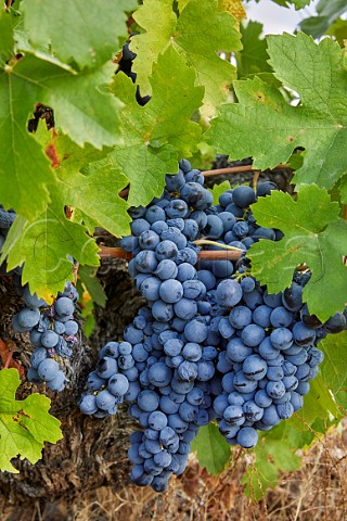 Juan Garca grapes in vineyard of Almaroja  Fermoselle Castilla y Len Spain Arribes