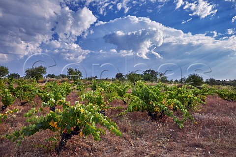 Old vines in vineyard of Almaroja  Fermoselle Castilla y Len Spain Arribes