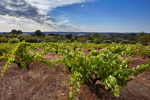 Old vines in vineyard of Almaroja Portugal in the distance  Fermoselle Castilla y Len Spain Arribes