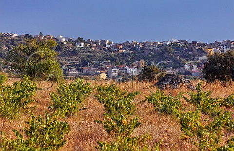 Old vines in vineyard of Almaroja at Fermoselle Castilla y Len Spain Arribes