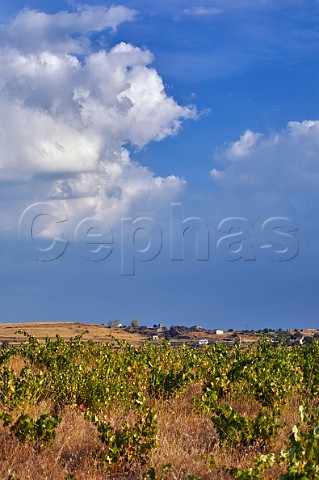 Old vines in vineyard of Almaroja at Fermoselle Castilla y Len Spain Arribes