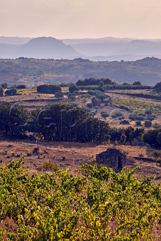 Old vines in vineyard of Almaroja with the Duero Valley and Portugal in distance  Fermoselle Castilla y Len Spain Arribes