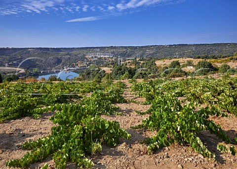 Old bush vines in vineyard of Almaroja above the Ro Duero and dam at Villalcampo Castilla y Len Spain Arribes