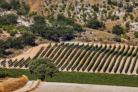 Vineyards of Bodegas Aalto on limestone soil Quintanilla de Arriba Castilla y Len Spain Ribera del Duero