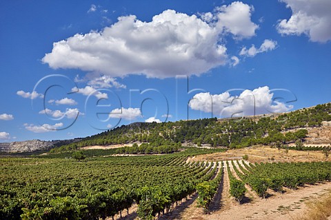Vineyards of Pago de Carraovejas Peafiel Castilla y Len Spain  Ribera del Duero